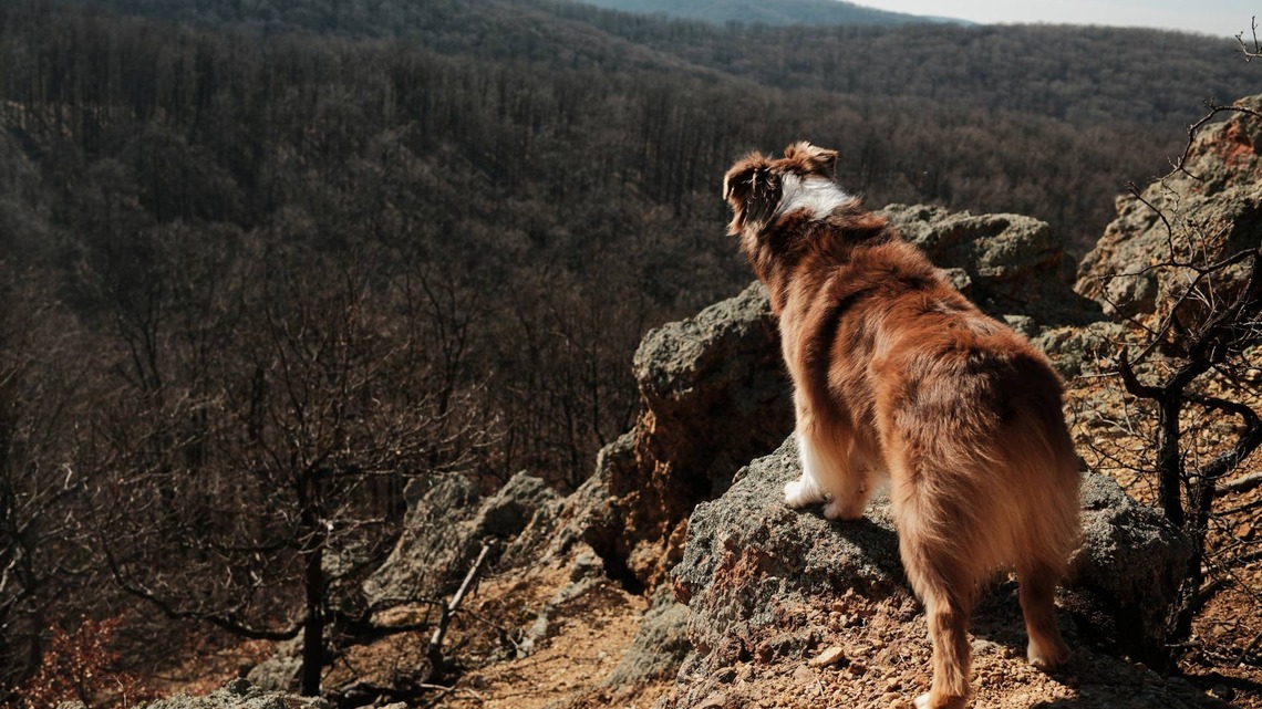 This Dog Spent Two Days Stranded on an 8,500-Foot Ledge in the Italian Alps Before Firefighters Airlifted Him to Safety 