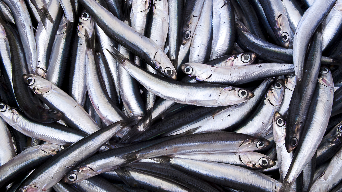 The anchovy sits at the bottom of a crucial supply chain that sustains the $500-billion-a-year global aquaculture industry, writes Javier Blas.