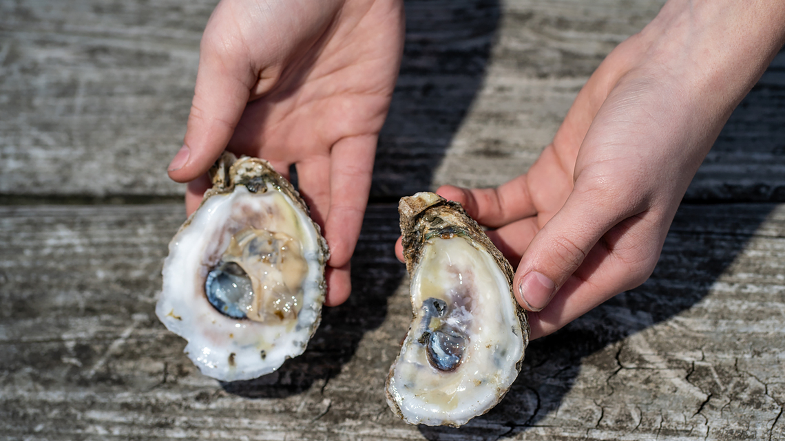 A flesh-eating bacterium is on the rise as Chesapeake Bay warms 