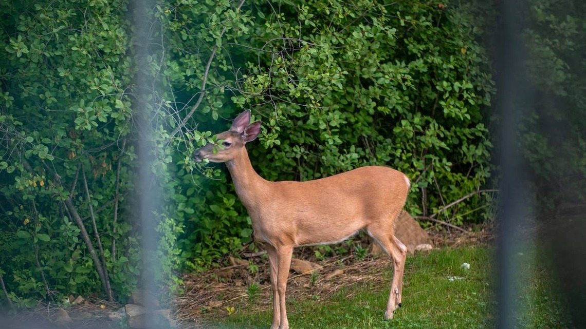 How to Stop Deer From Damaging Your Trees This Fall May Be Easier Than You Think, Says an Expert 