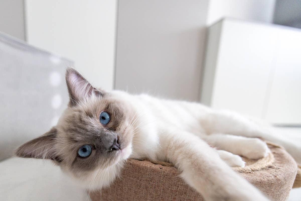  A devoted catresting in its cat bed.