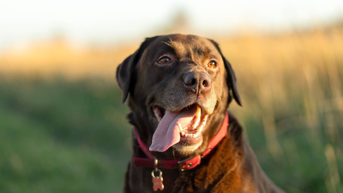 Canine Shoplifter Finally Caught After Years on the Lam