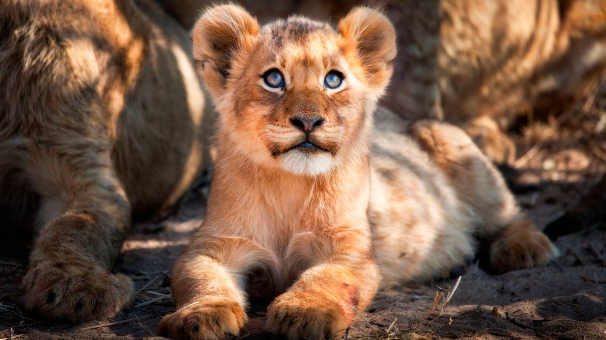 Adorable lion cub lying on the ground.