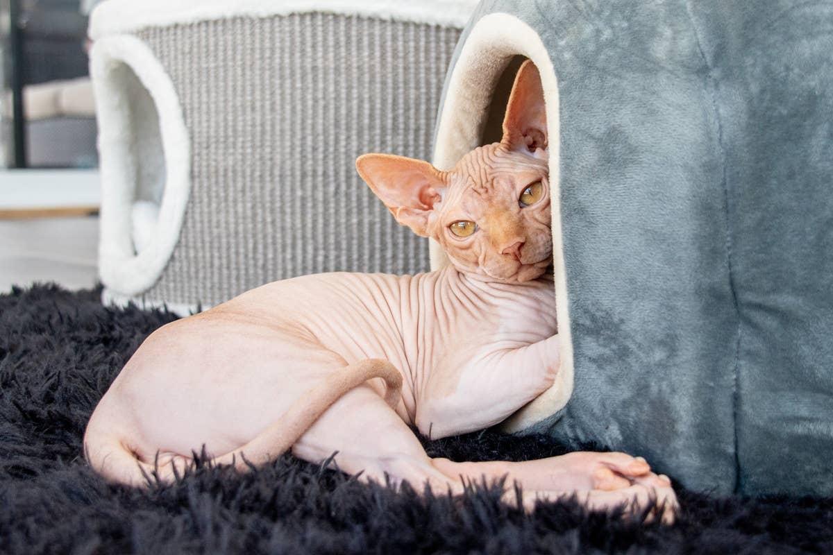  A hairless cat that loves to talk and be vocal.