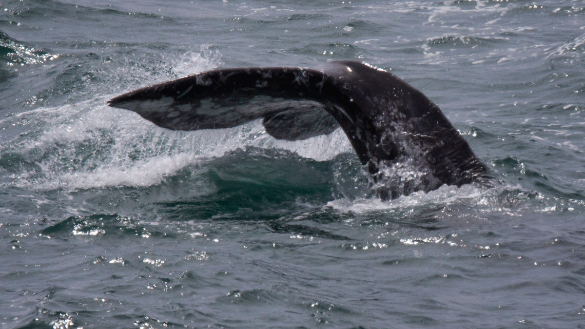 Whale found on cruise ship bow in Alaska for second time since June 