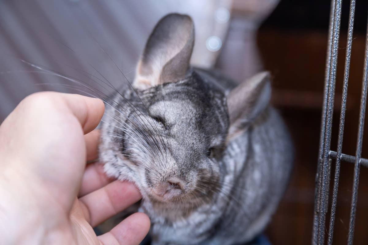  An adorable chinchilla being pet.