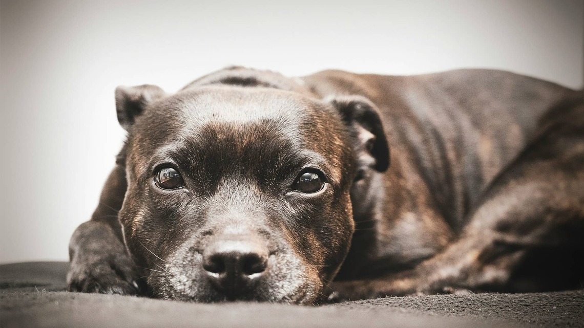 Abused Rescue Dog Was 'Scared of Hands'-and Now He Soaks Up Every Bit of Love 