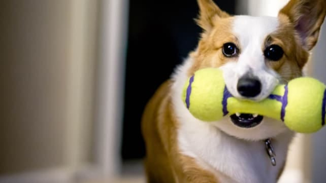 Dog toys are dirtier than you think; try these cleaning tips from vets 