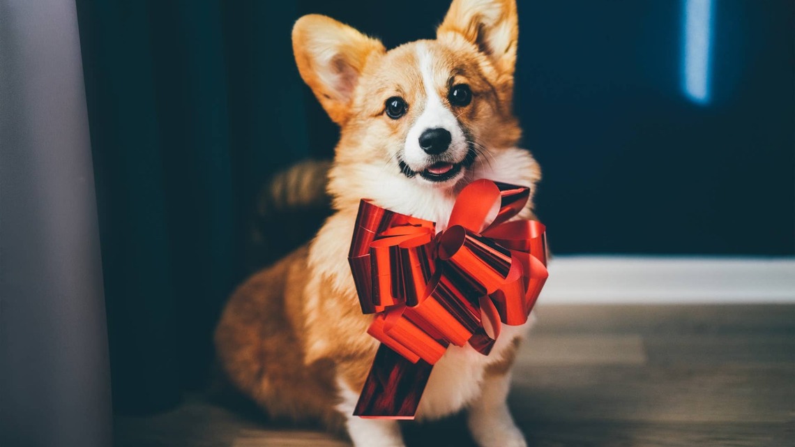 Tiny Corgi Puppy Discovers Balloon Kicking and Has the Time of His Life 