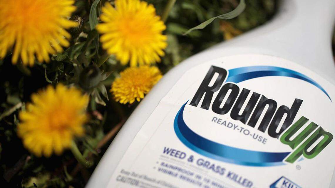 CHICAGO, ILLINOIS - MAY 14: Roundup weed killer is shown on May 14, 2019 in Chicago, Illinois. A jury yesterday ordered Monsanto, the maker of Roundup, to pay a California couple more than $2 billion in damages after finding that the weed killer had caused their cancer. This is the third jury to find Roundup had caused cancer since Bayer purchased Monsanto about a year ago. Bayer’s stock price has fallen more than 40 percent since the takeover. (Photo Illustration by Scott Olson/Getty Images)