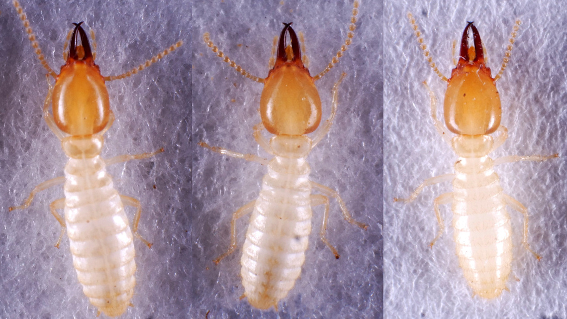 ‘Super termites' in Florida: What homeowners need to know 