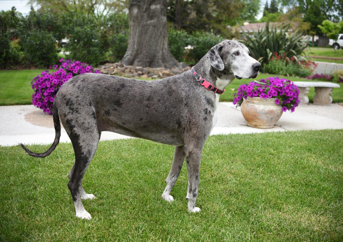  A tall Great Dane in a garden. 