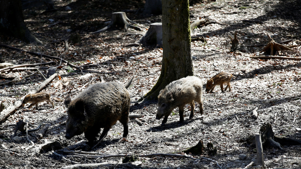 Germany detects swine fever case in wild boar 