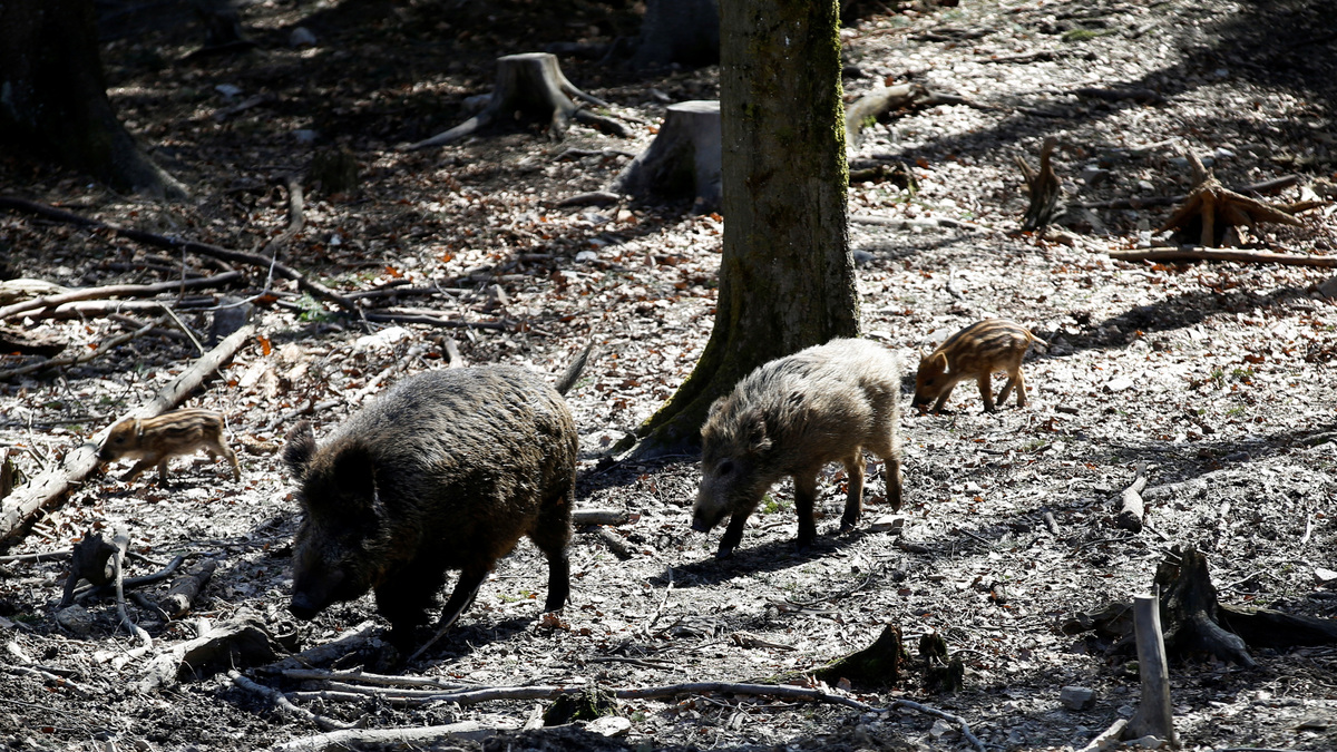 Wild boars are seen in the Bavarian wildlife park of Mehlmeisel, Germany, April 19, 2022. REUTERS/Michaela Rehle