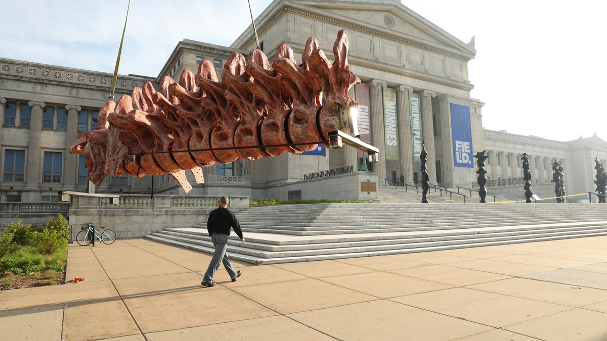 Today in Chicago History: $16.5M gift brings Máximo the titanosaur to Field Museum