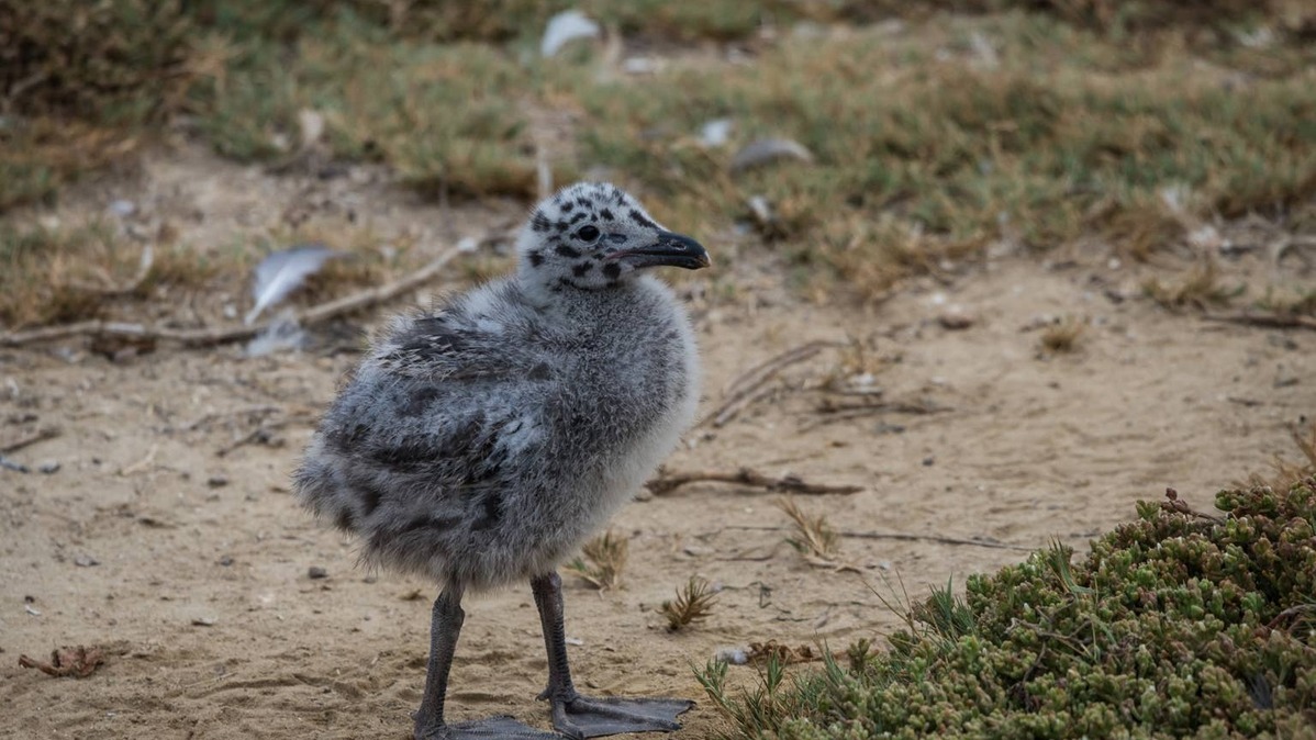 Baby seagull standing on beach.