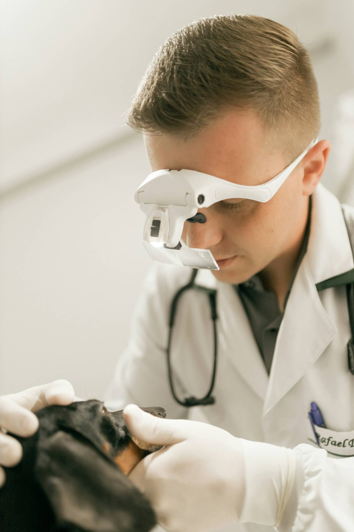  Veterinarian examines a Dachshund.