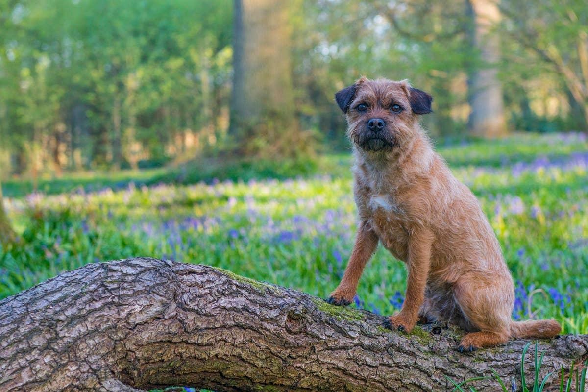  A Border Terrier by a tree that looks Ewok-like.