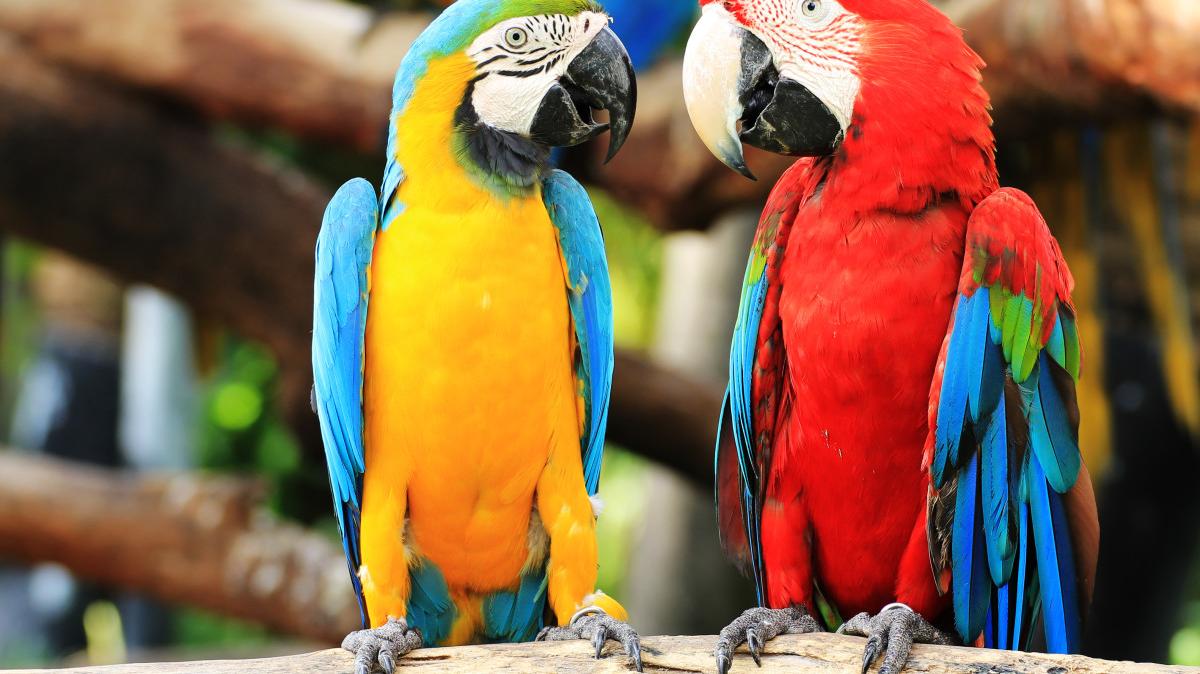 Two parrots sitting next to each other.