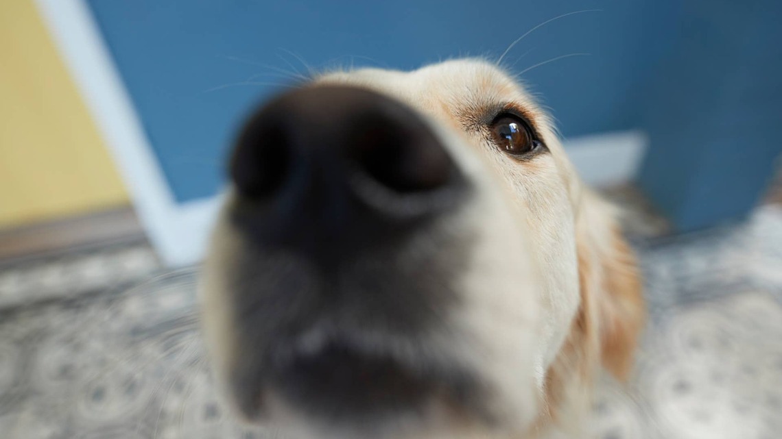 Golden Retriever's Constant Grumbling Is Somehow the Sweetest Language 