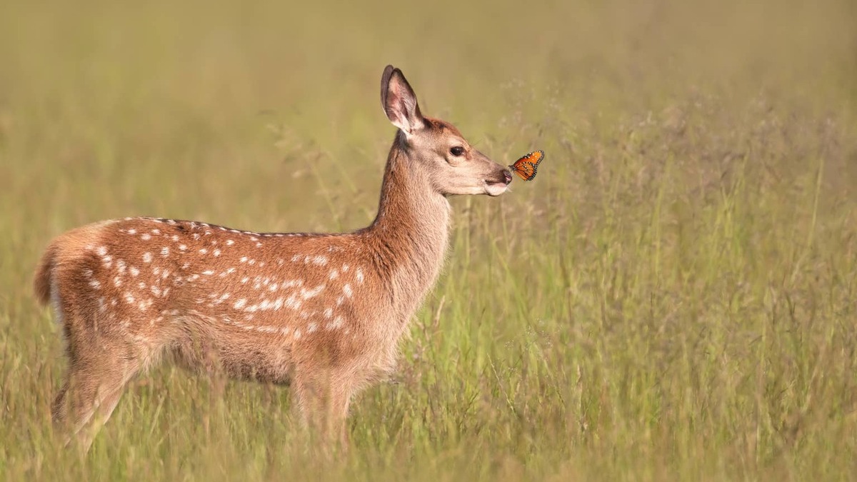 deer fawn standing with a butterfly on its nose.