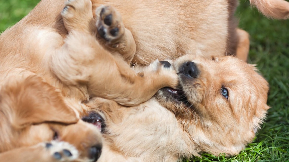 Golden Retriever Puppies Have an Intense Championship Match of Bitey Face 