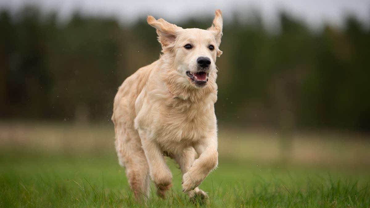 Golden Retriever running. 