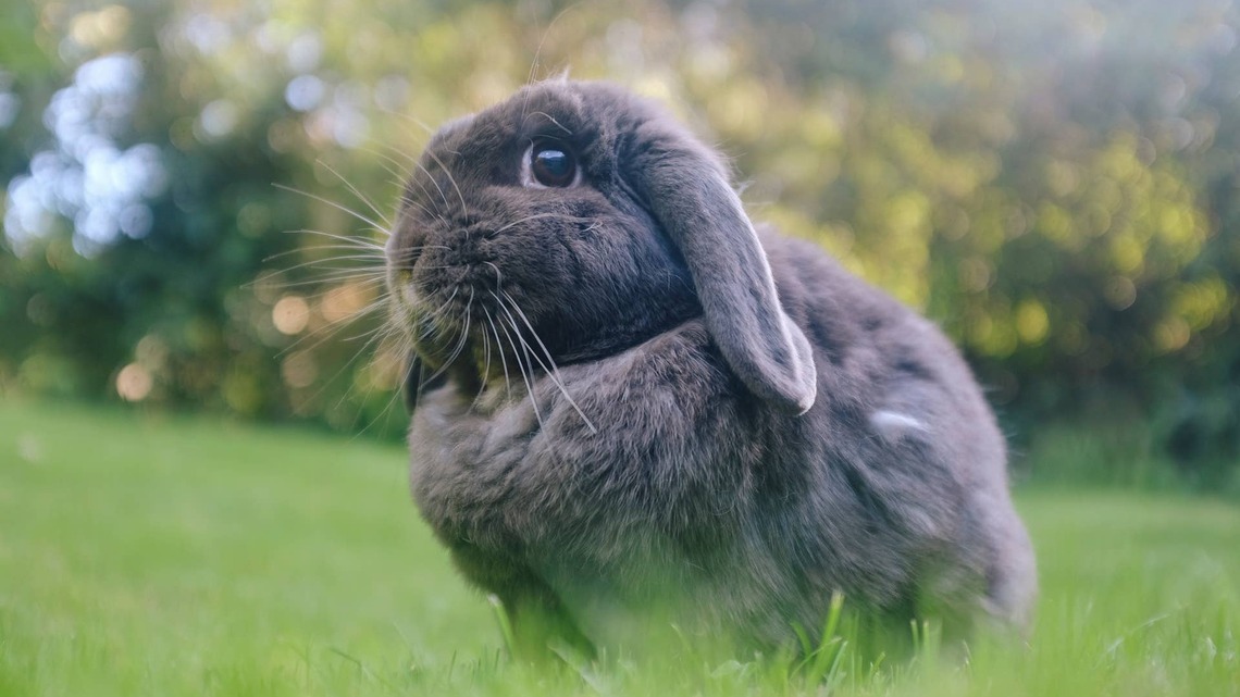 Bunny's Precious Bedtime Routine Is Almost Too Cute to Handle