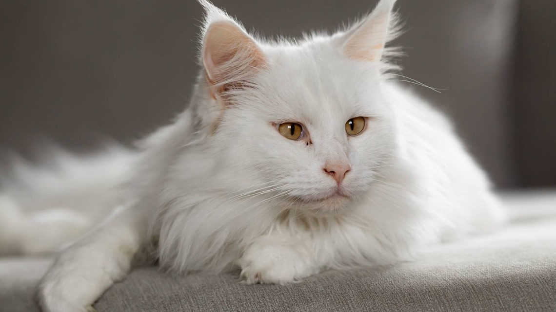 Maine Coon Mama and Her Black and White Babies Make the Sweetest Little Yin-Yang 