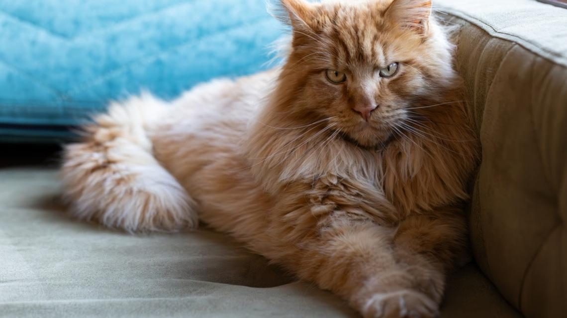 Chill Maine Coon Cat Tolerates Nonsense From Great Dane Brother Like an Old Pro 
