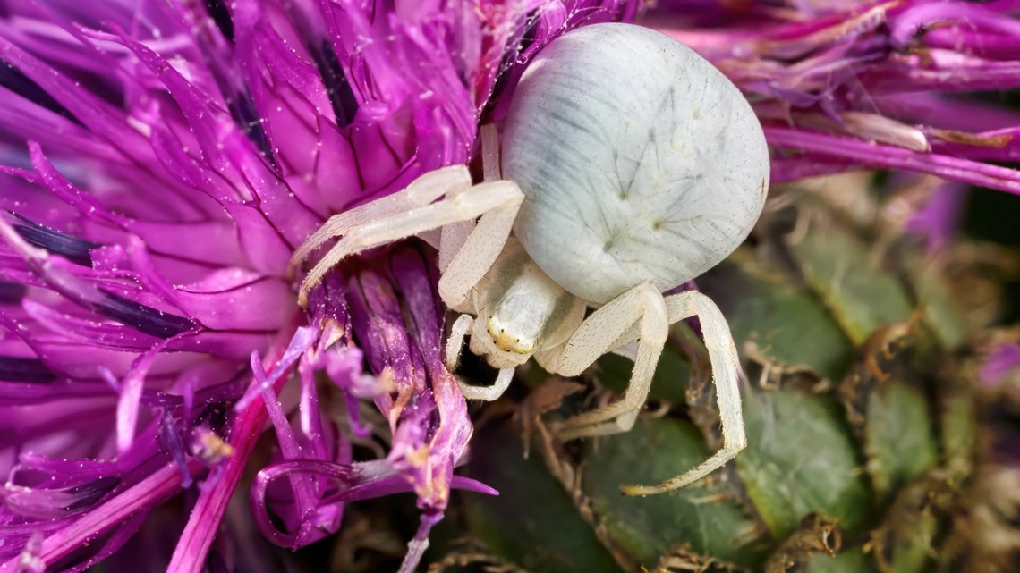 This Nearly Invisible Spider Is One Garden Visitor You Want to Keep Around