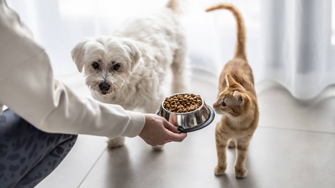 Morgan Stanley says pet owners' spending remains resilient, despite economic pressure 