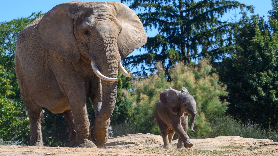 Fishermen Help a Baby Elephant Reunite With Their Mother After a Harrowing River Rescue 