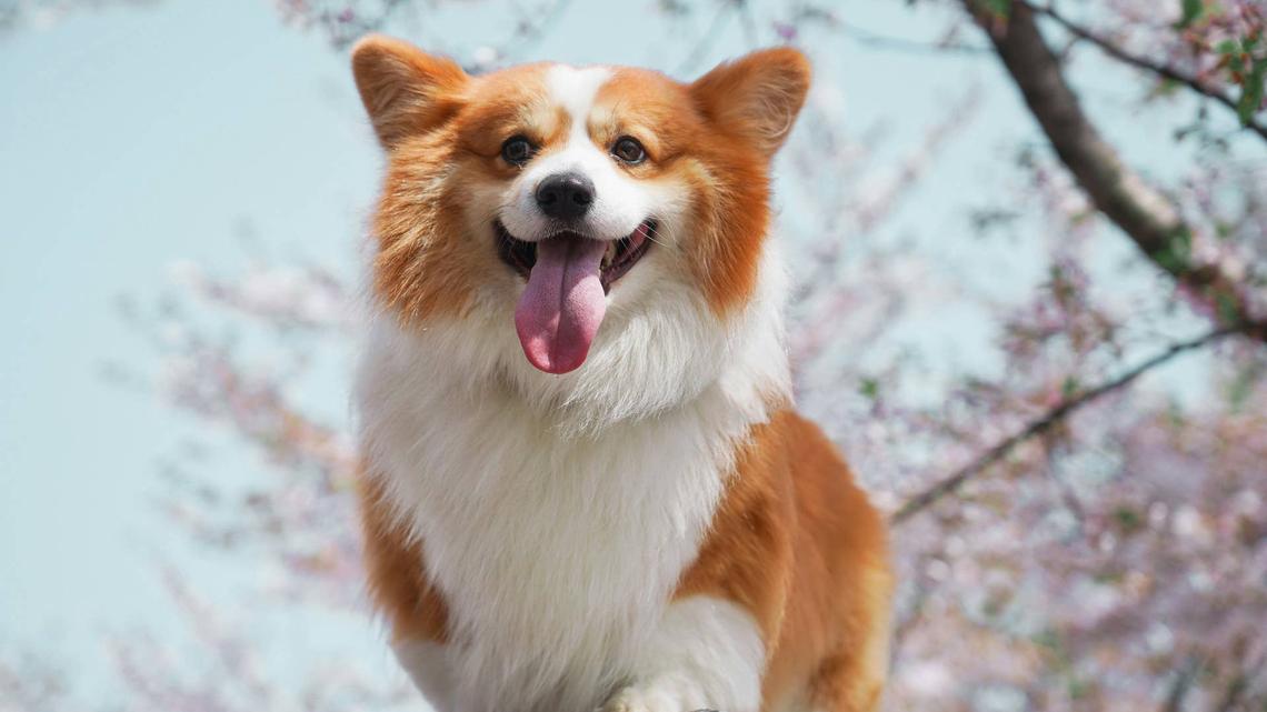 This "Backpack Hero" Just Helped a Rare Corgi Mix Find His Forever Home 