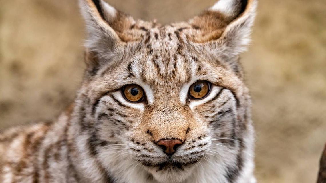 Wisconsin Teenager Recalls the Moment a Bobcat Stalked and Lunged at Him During a Hunting Trip 