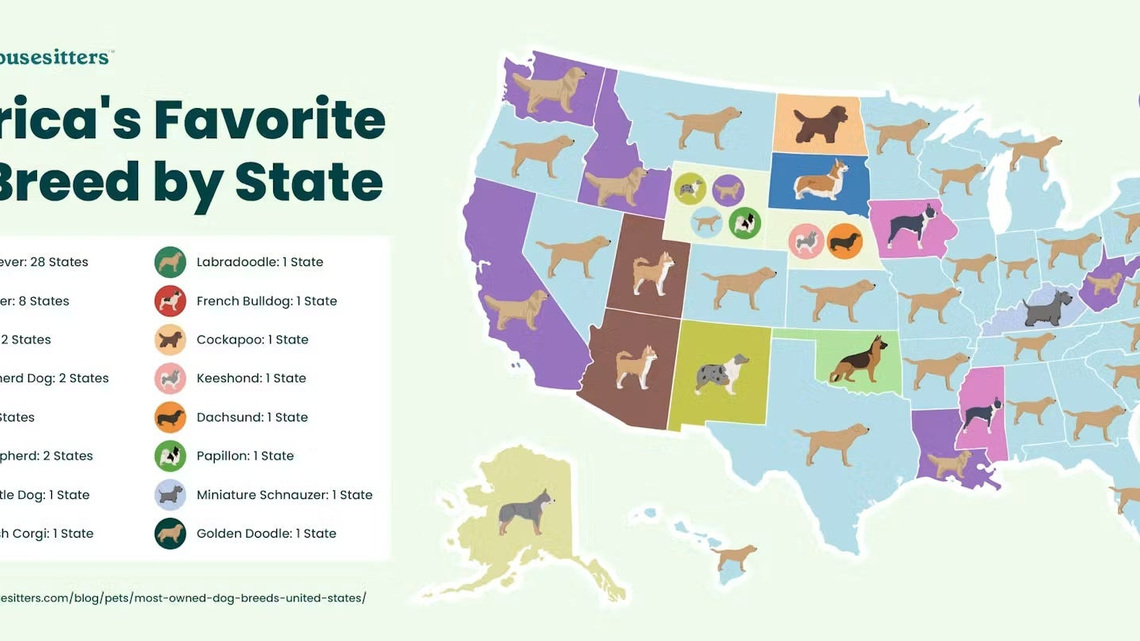 The secret to the Lab's decades-long reign as America's favorite dog 