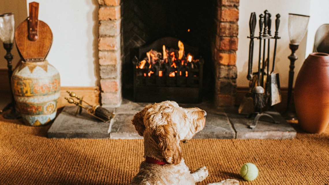 Veterinarians Warn Dog Owners About a Surprisingly Common Fall Hazard Hiding in Plain Sight 
