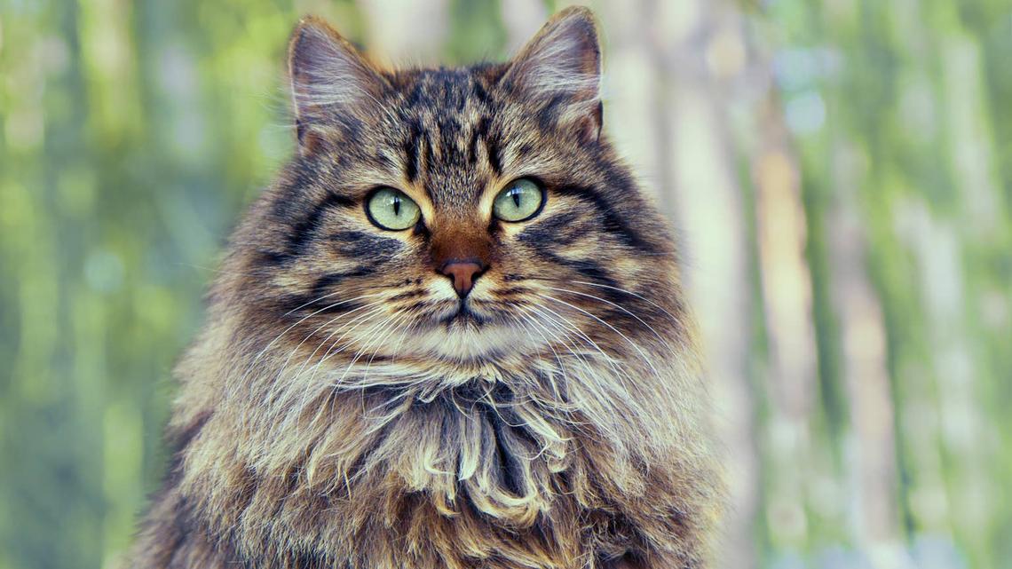 Vintage portrait of cute siberian cat sitting in the pine forest.