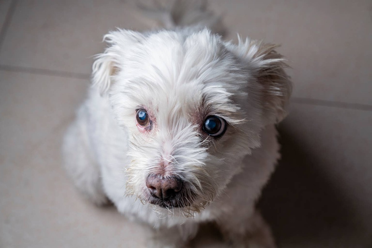  Close-up of a small Maltese Bichon (Maltichon) dog.