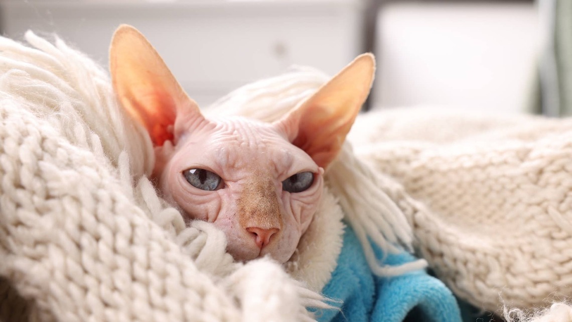 Maine Coon Can't Stop Playing With Hairless Kitten Like a Fidget Toy 