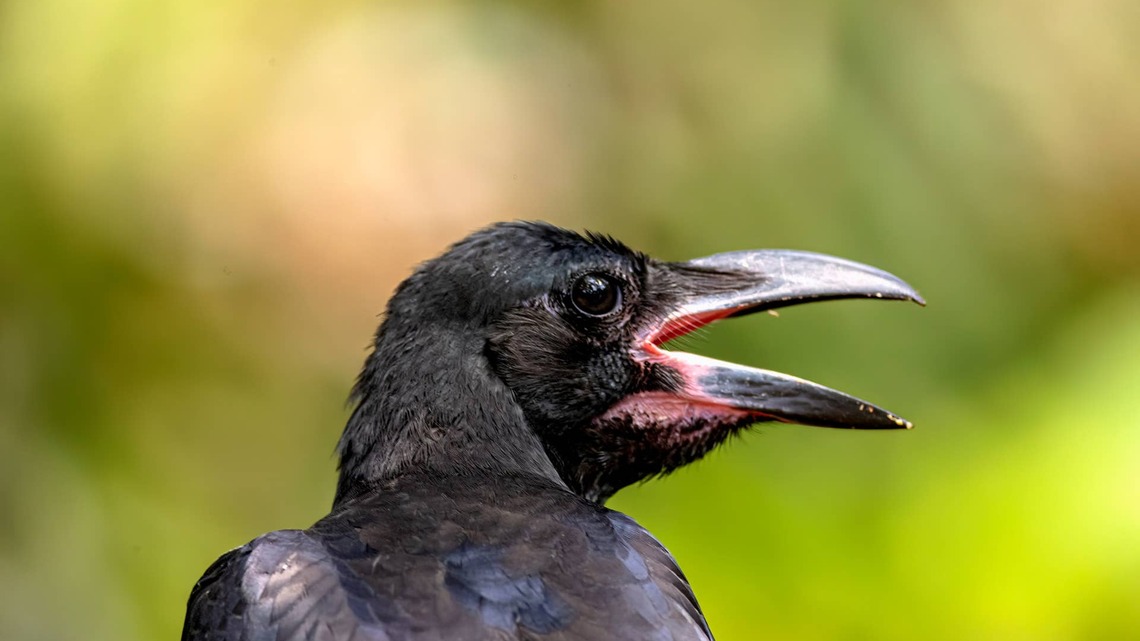 Woman Creates a 'Crow Bar' in Her Yard-and the Local Crows Are Completely Obsessed 