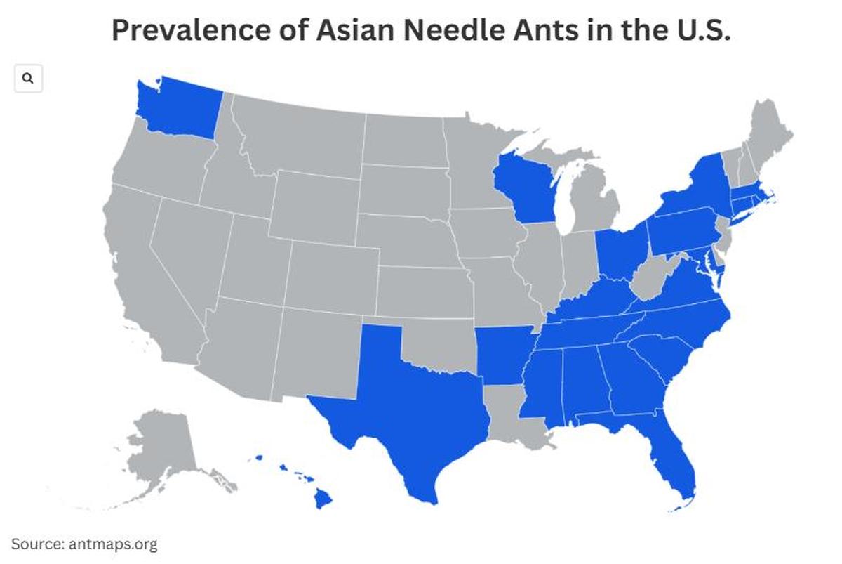 This map shows the prevalence of Asian needle ants in the U.S.