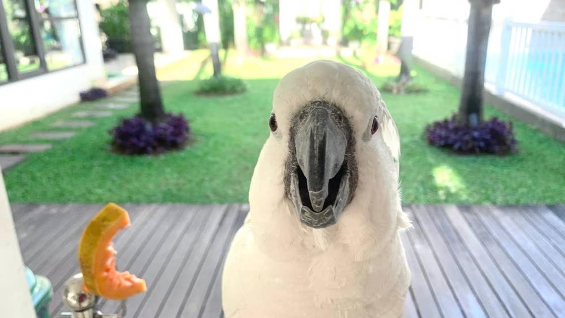Cockatoo Meets Plushie in Her Likeness and It's an Immediate 'Nope' 