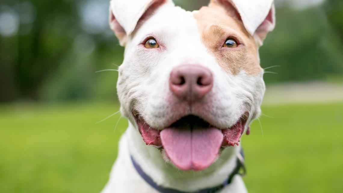 Semi Truck Driver's 'Menace' Pit Bull Puppy Literally Honks the Horn to Get His Attention in Cute Video