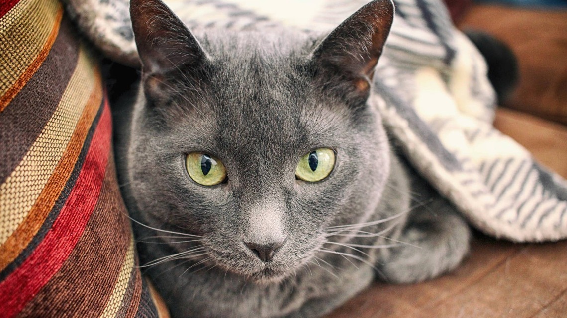 Fearful Shelter Cat Has Waited More Than 600 Days for Someone to Finally Choose Her 