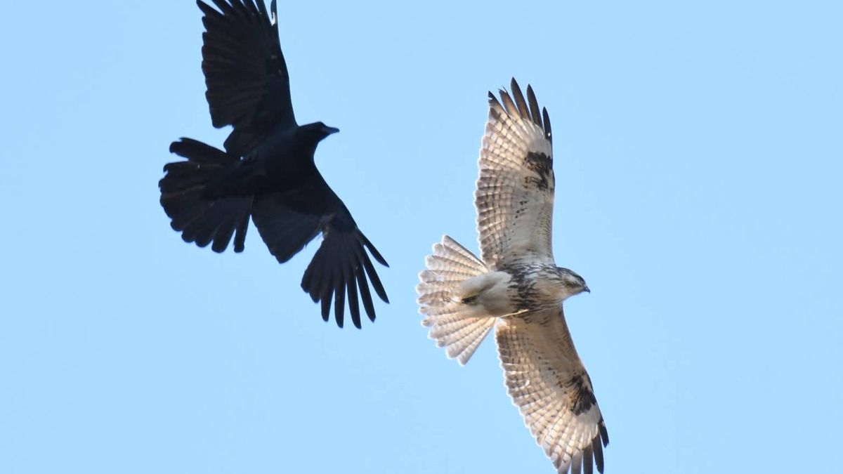 Crow and hawk flying side by side. 