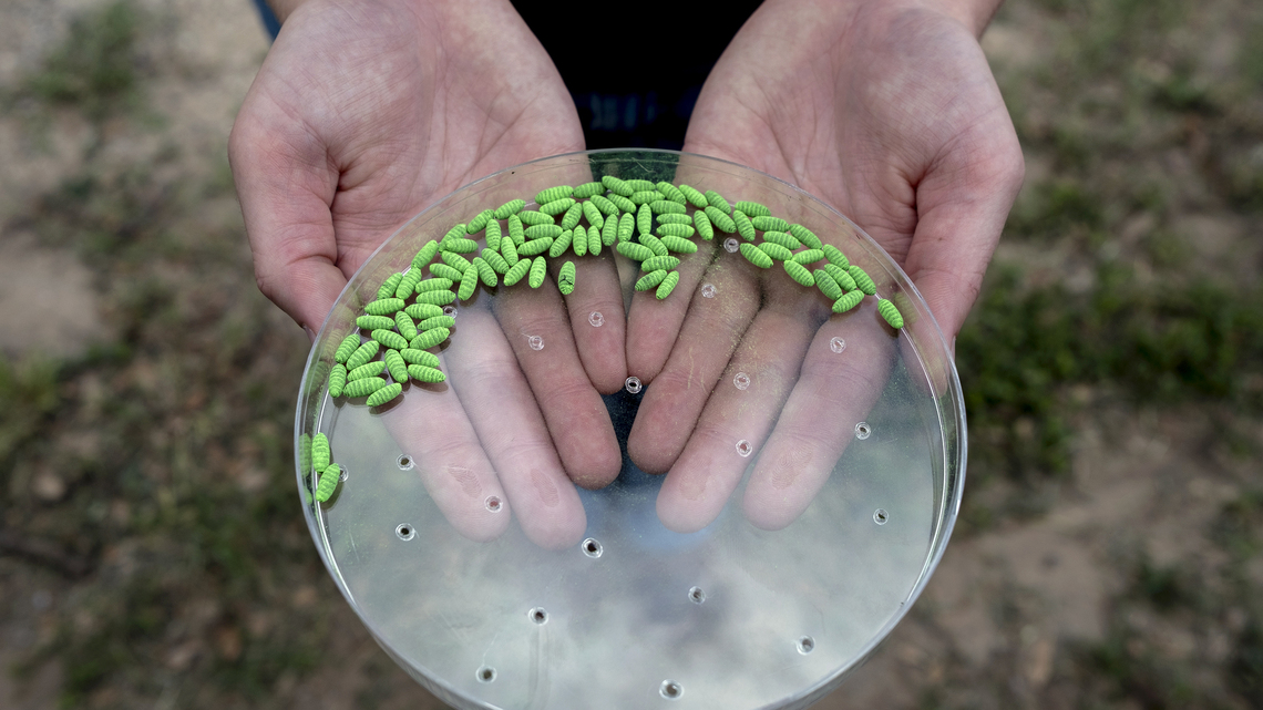 New World screwworm has returned to the US. What do dog owners need to know? 