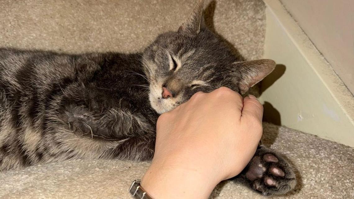 Missing cat reunited with owner five years after being ‘cat napped'