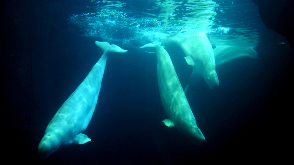 Editorial: The Shedd Aquarium did all it could to save the beluga whales 