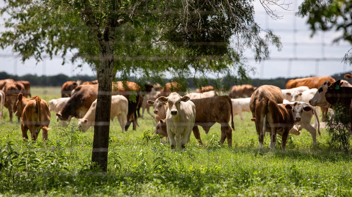 A herd of cattle graze a pasture, a day after the U.S. Department of Agriculture confirmed that New World screwworm was detected in a Texas calf, near Zavala County, Texas, U.S. June 4, 2026.  REUTERS/Kaylee Greenlee